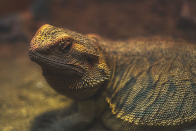 Close-up of a lizard