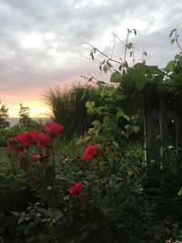 Flowers blooming on field against sky