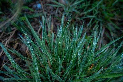 Full frame shot of wet grass