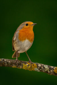 Close-up of bird perching on branch