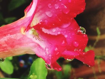 Close-up of wet red rose