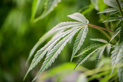 Close-up of fresh green leaves