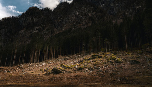 Panoramic view of trees in forest