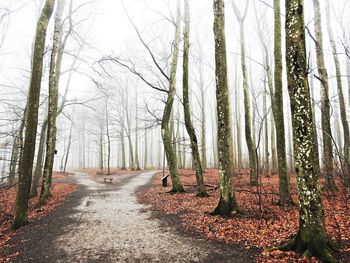 Bare trees in forest during autumn