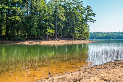 Scenic view of lake against trees in forest