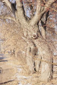 Close-up of bare tree