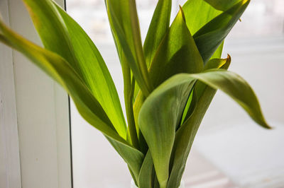 Close-up of potted plant