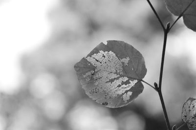 Close-up of leaves against blurred background