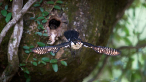 Close-up of bumblebee on tree trunk