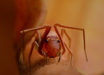 Close-up of insect