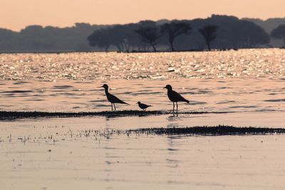 Silhouette birds in water at sunset