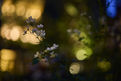 Close-up of purple flowers on branch