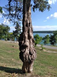 Tree trunk on field against sky