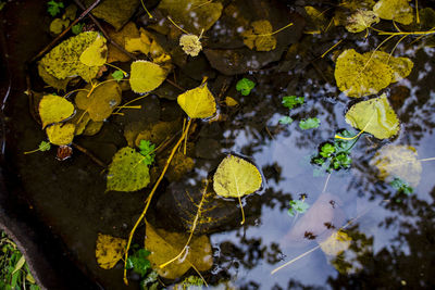 High angle view of leaves floating on water