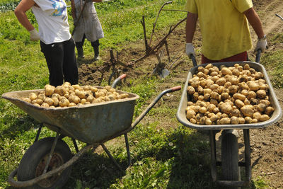 Seasonal workers helping at the potato harvest on the field