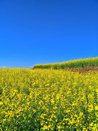 Scenic view of oilseed rape field against clear blue sky