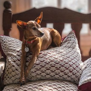 Dog relaxing on bed at home