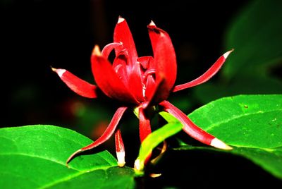 Close-up of red flowers