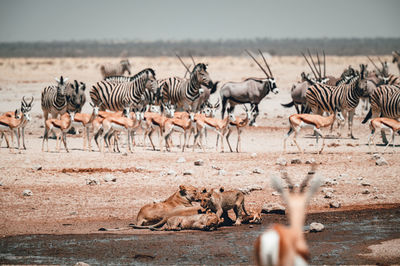 A group of lions preventing other animals from drinking in etosha national park in namibia