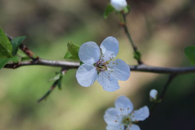 Close-up of white cherry blossom