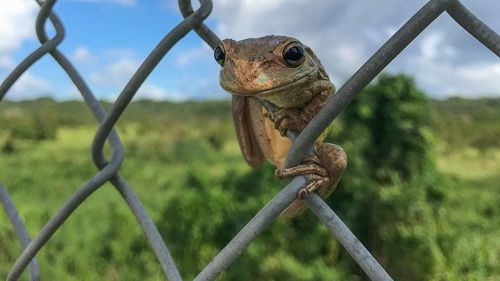 Close-up of lizard on metal against sky