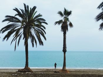 Palm trees on beach against sky