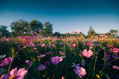 Cosmos flowers blooming on field