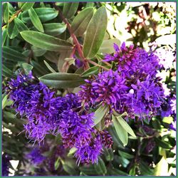 Close-up of purple flowers blooming outdoors