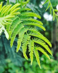Close-up of green leaves on tree