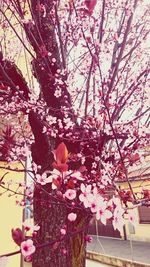 Pink cherry blossoms in spring