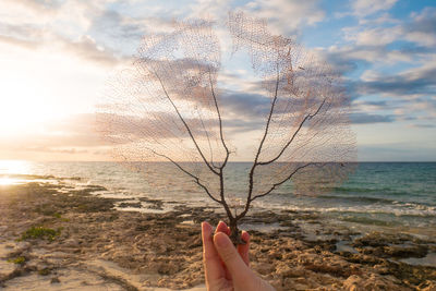 Close-up of woman hand holding dry plant against sky