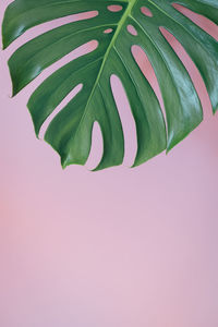 Close-up of leaves against white background