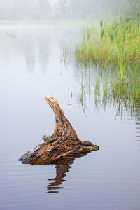 Old tree stump in the water