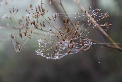 Close-up of spider web on plant during winter