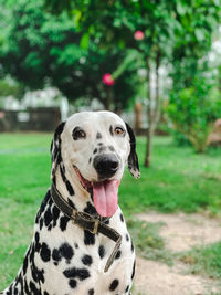 Close-up portrait of a dog