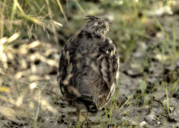 Close-up of a bird on land