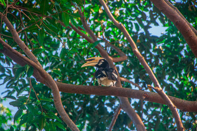 Low angle view of bird perching on tree