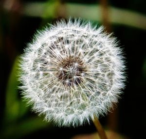 Close-up of dandelion flower