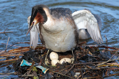 Close-up of bird with eggs perching on lake