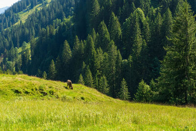 View of pine trees in field
