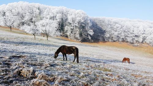 Horse on snow field against sky