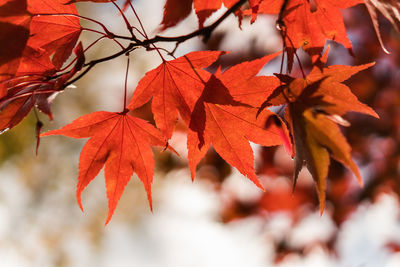 Close-up of maple leaves on branch