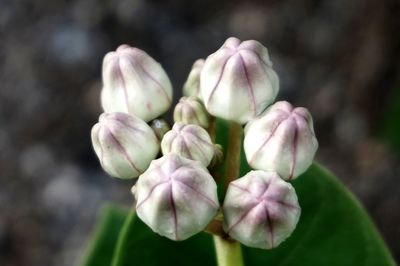 Close-up of flowering plant