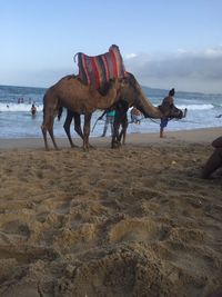 Horse on beach against sky