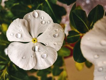 Close-up of wet white flowering plant during rainy season