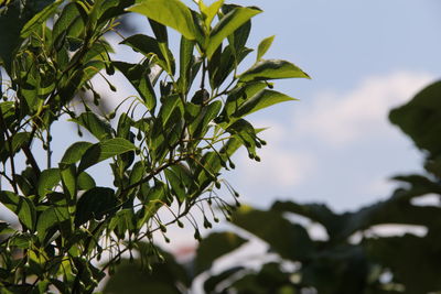 Close-up of plant against blurred background