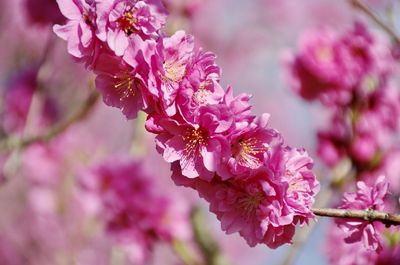 Close-up of pink cherry blossoms in spring