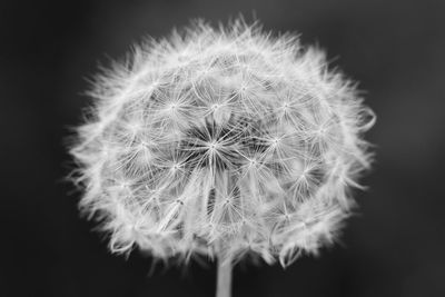 Close-up of dandelion