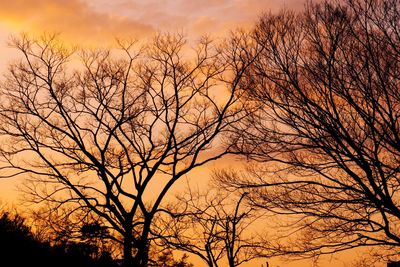 Silhouette of bare trees at sunset