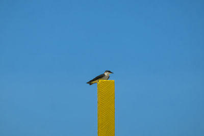 Low angle view of bird perching on pole against clear blue sky